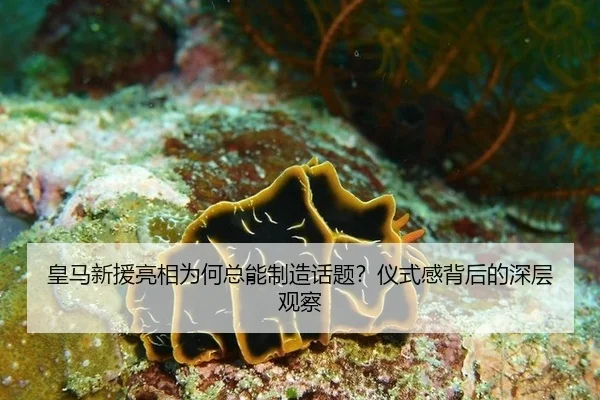 皇马新援亮相为何总能制造话题？仪式感背后的深层观察